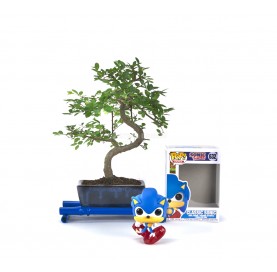 Kit Bonsái interior 6 años + Funko Pop Sonic