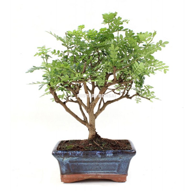 Zanthoxylum piperitum. Bonsai 5 years. Aromatic Pepper Tree, Chinese pepper or Szechuan pepper