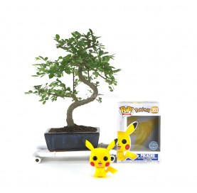 Kit Bonsaï intérieur 6 ans + Funko Pop Pikachu