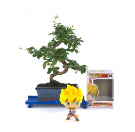 Set Zimmerbonsai 8 Jahre + Funko Pop Sayan Goku