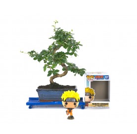 Kit Bonsaï intérieur 8 ans + Funko Pop Naruto