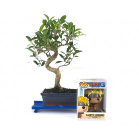 Kit Indoor Bonsai 8 years + Funko Pop Naruto