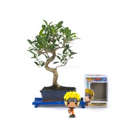 Kit Bonsái interior 8 años + Funko Pop Naruto