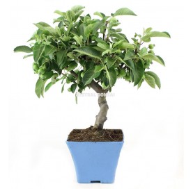 Malus sp. Pré-bonsaï 10...