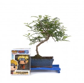 Kit Indoor Bonsai 8 years + Funko Pop Naruto