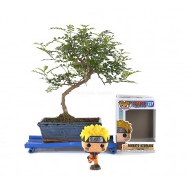 Kit Bonsái interior 8 años + Funko Pop Naruto