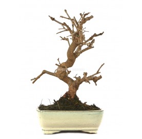 Morus. Bonsai 10 years....