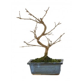 Morus sp. Bonsai 7 years....