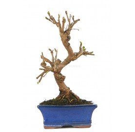 Morus sp. Bonsai 8 Jahre....