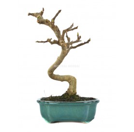 Ficus carica. Bonsai 10...