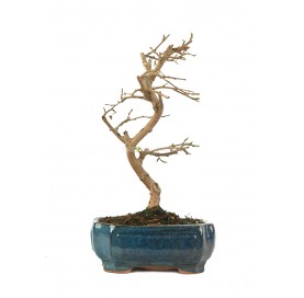 Morus sp. Bonsai 7 years....