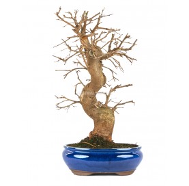 Morus sp. Bonsai 20 Jahre. Maulbeerbaum.