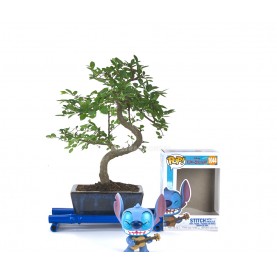 Kit Indoor Bonsai 6 years + Funko Pop Stitch