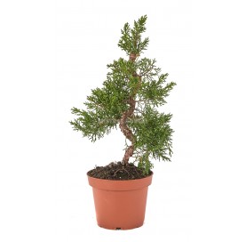 Juniperus chinensis kyushu....