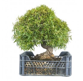 Ficus neriifolia. Prebonsai 22 Jahre. Oleanderblättriger Feigenbaum