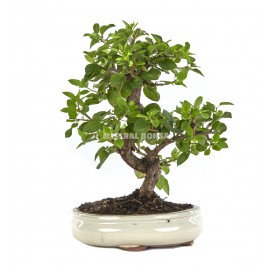 Prunus mahaleb. Bonsai 13 Jahre. Mahaleb-Kirsche