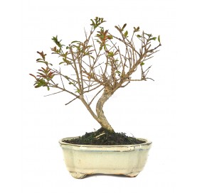 Punica granatum. Bonsai 7...