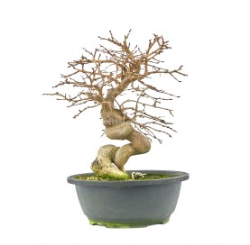 Carpinus coreana. Bonsai 23...