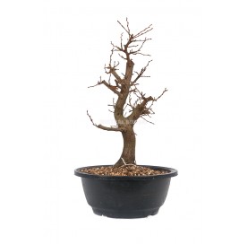 Carpinus coreana. Bonsai 12...