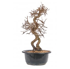 Carpinus coreana. Bonsai 19...