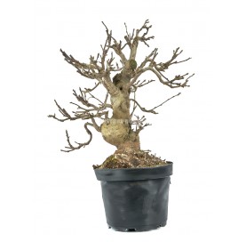 Malus sp. Prebonsai 21...