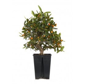 Citrus kinzu. Prebonsai 14...