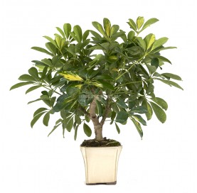 Schefflera sp. Bonsaï 10...