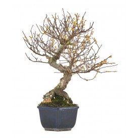 Exklusive Bonsai Ulmus...