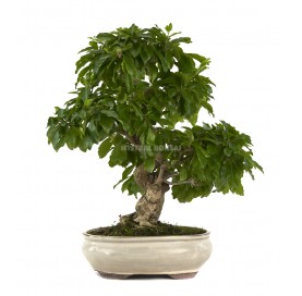 Durantha repens. Bonsai 17...