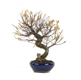 Exklusive Bonsai Ulmus...