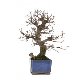 Exclusive bonsai Ulmus parvifolia 18 years. Chinese Elm