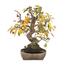 Exclusive bonsai Malus sp. 24 years. Crab Apple or Apple tree