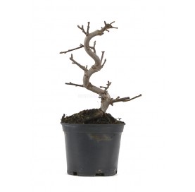 Malus Sargentii. Prebonsai...