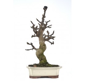 Exclusive bonsai Ficus carica 17 years. Fig tree