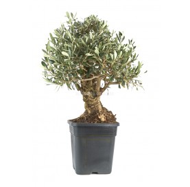 Olea europaea. Prebonsai 17...