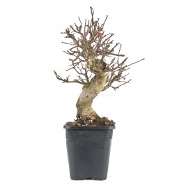 Malus. Prebonsai 20 years. Crabapple or Appletree.
