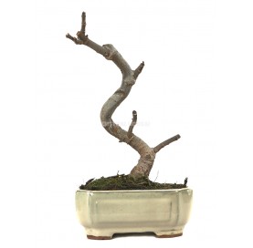 Ficus carica. Bonsai 8...