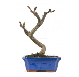 Ficus carica. Bonsai 7...