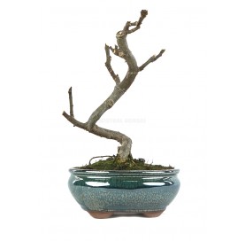 Ficus carica. Bonsai 7...