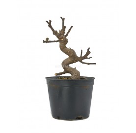 Ficus carica. Pre-bonsai 9...