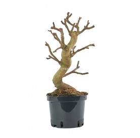 Ficus carica. Pre-bonsai 12...