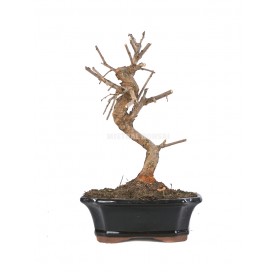 Morus sp. Bonsai 8 Jahre. Maulbeerbaum.