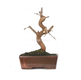 Morus sp. Bonsai 9 Jahre....