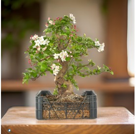 Malus sp. Prebonsai 26 years. Crab Apple or Apple tree. Cultivation box.