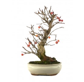 Malus Bonsai 20 years. Crab...