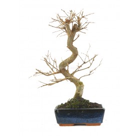 Zelkova serrata. Bonsai 9...