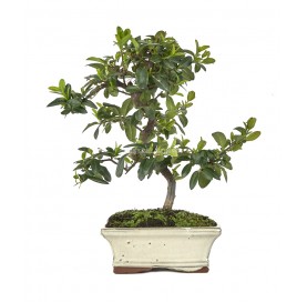 Pyracantha. Bonsai 7 Jahre....