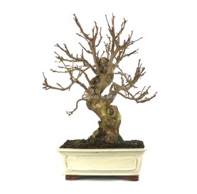 Malus Bonsai 20 years. Crab...