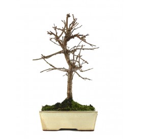 Prunus mahaleb. Bonsai 9...