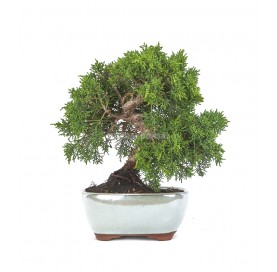 Juniperus chinensis kyushu....